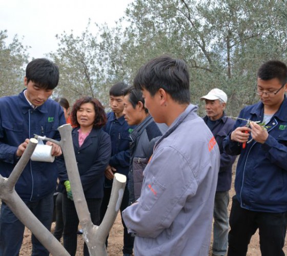 公司從產(chǎn)業(yè)鏈起始端著手，引進(jìn)良種優(yōu)苗，繁育基地苗圃，優(yōu)化樹(shù)種，以?xún)?yōu)質(zhì)的橄欖樹(shù)苗為生產(chǎn)特級(jí)初榨橄欖油提供基礎(chǔ)保障。在以自建萬(wàn)畝國(guó)家標(biāo)準(zhǔn)化油橄欖..